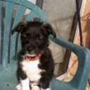 Colmillo