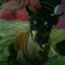 Fifi