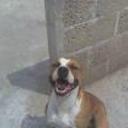 Neron