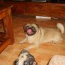 Samara y rocko