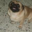 Rocko