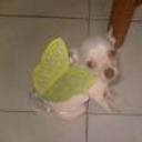 Campanit