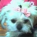 Princesa peluche pilco calderon