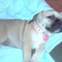 Kimba