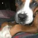 Rocko