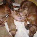 Cata, mora e hijos de mora