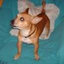 Panchito