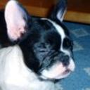 Lola