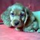 Junior