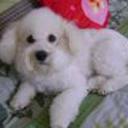 Bob luis
