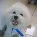 Bob luis