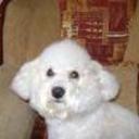 Bob luis
