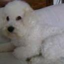 Bob luis