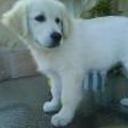 Brujo
