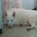 Principe