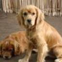 Chupete