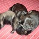 Hijas de carrie