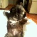 Carachit