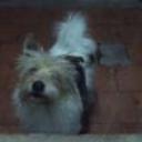 Felipe