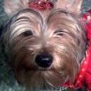 Magy