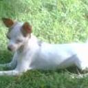 Panchita
