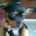 Indio