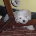 Didda