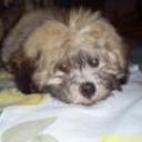 Tobby