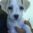 Cachito