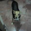 Mascarit