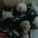 Zucarita, osita, lunita y almendrita