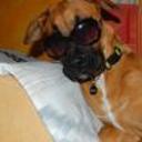 Glop