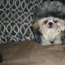 Manchas