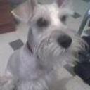 Baco