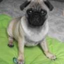 Golfo pd