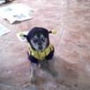Yaco