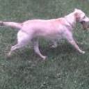 Canela
