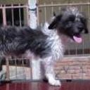 Chicho