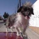 Chicho