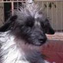 Chicho