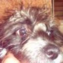 Chicho
