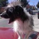 Chicho
