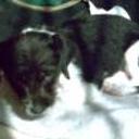 Chicho