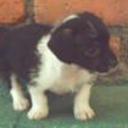 Chicho