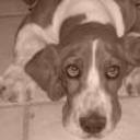 Donky