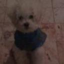 Copito