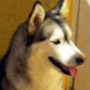 Shira