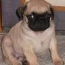 Golfo