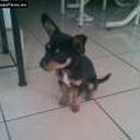 Indio