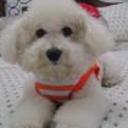 Bob luis